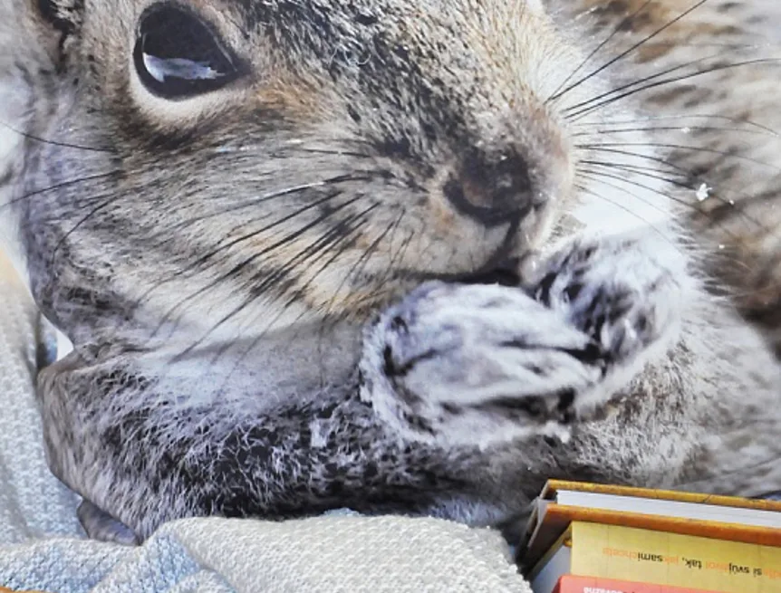 Dekorační povlak Squirrel